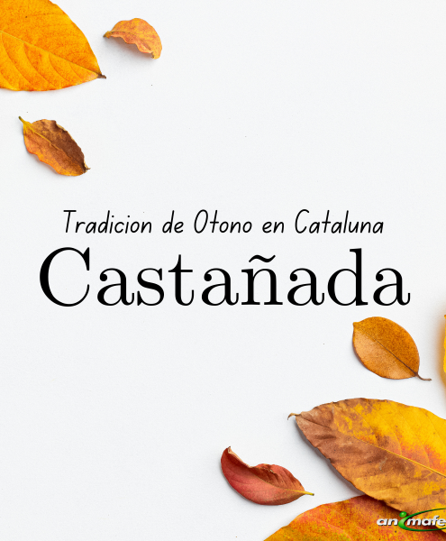 Castañada - Tradición de Otoño en Cataluña