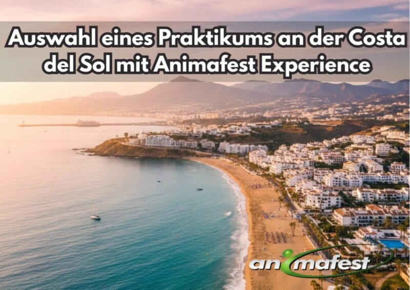 Frontpicture of Choosing an internship in Costa del Sol with Animafest DE